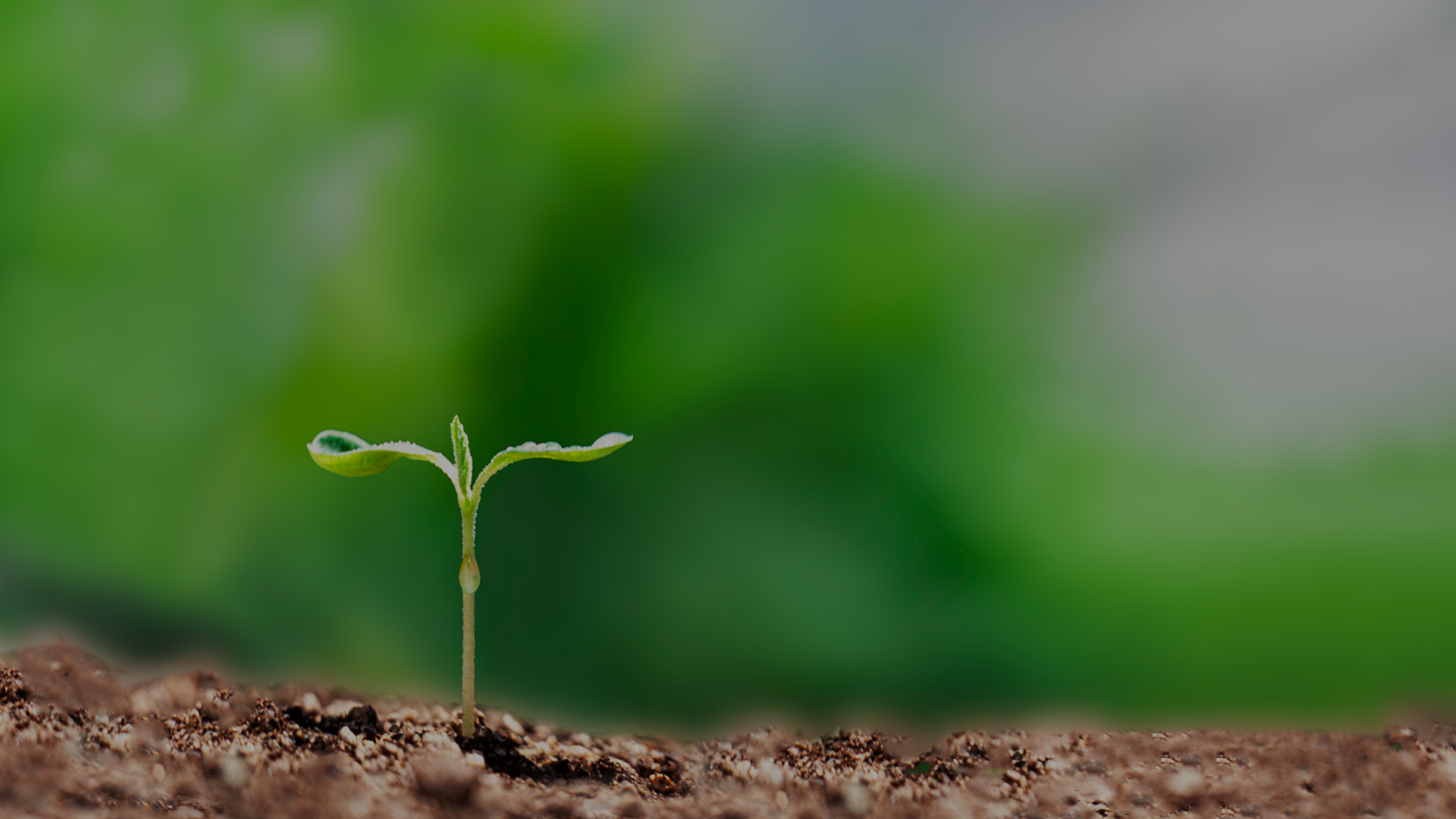 AGEKKEGreenVision
